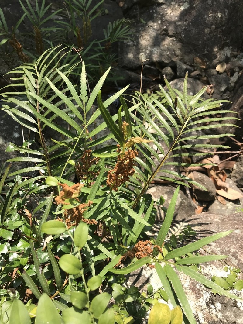 Osmunda angustifolia photo 7