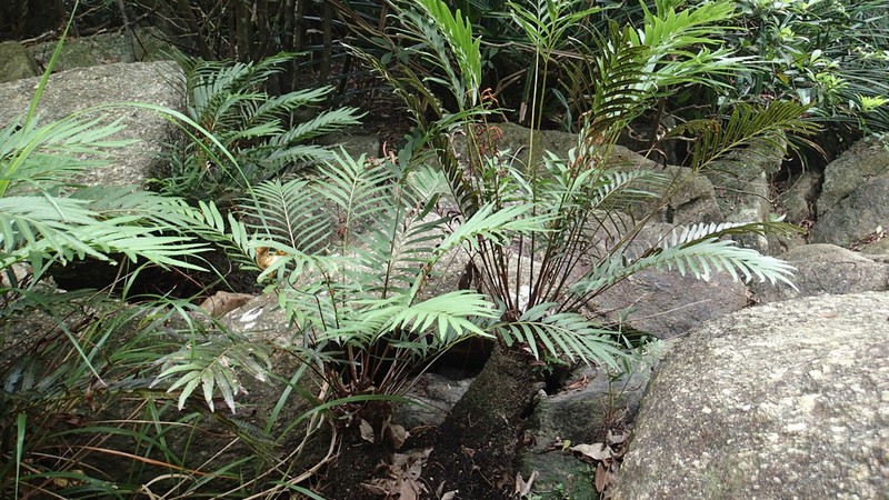 Osmunda angustifolia photo 8