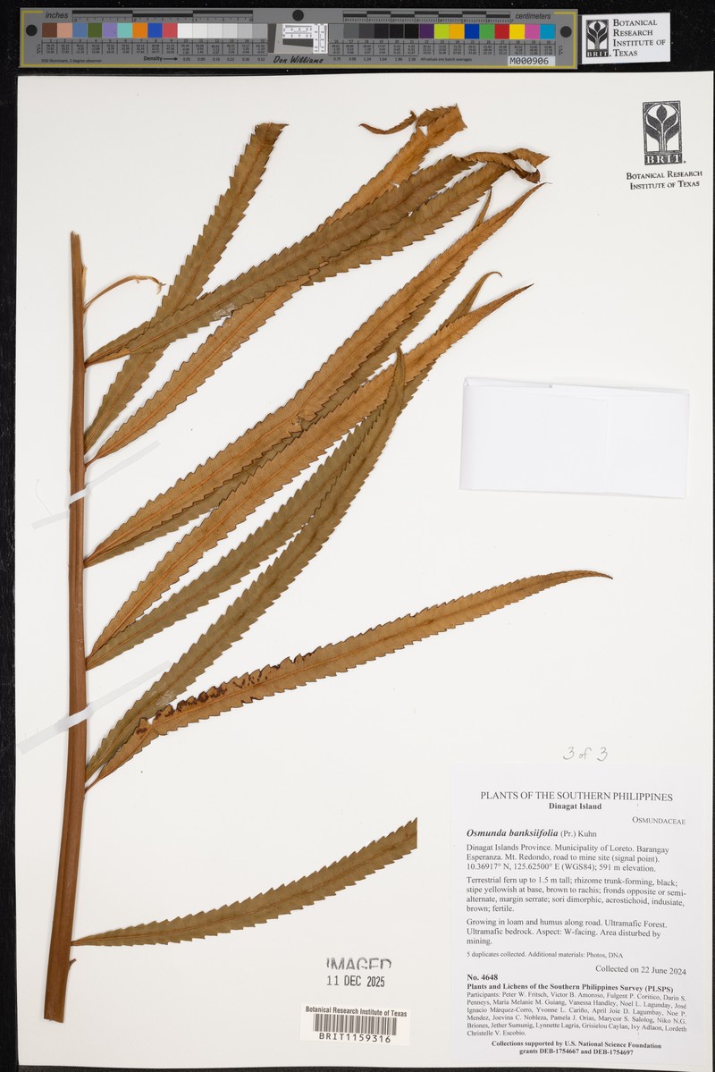 Osmunda banksiifolia photo 2