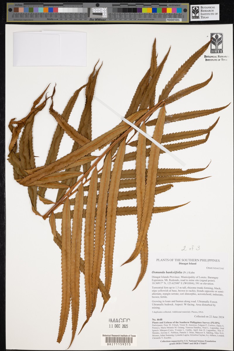 Osmunda banksiifolia photo 3