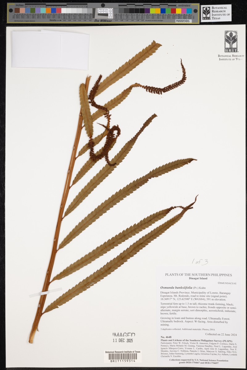 Osmunda banksiifolia photo 4
