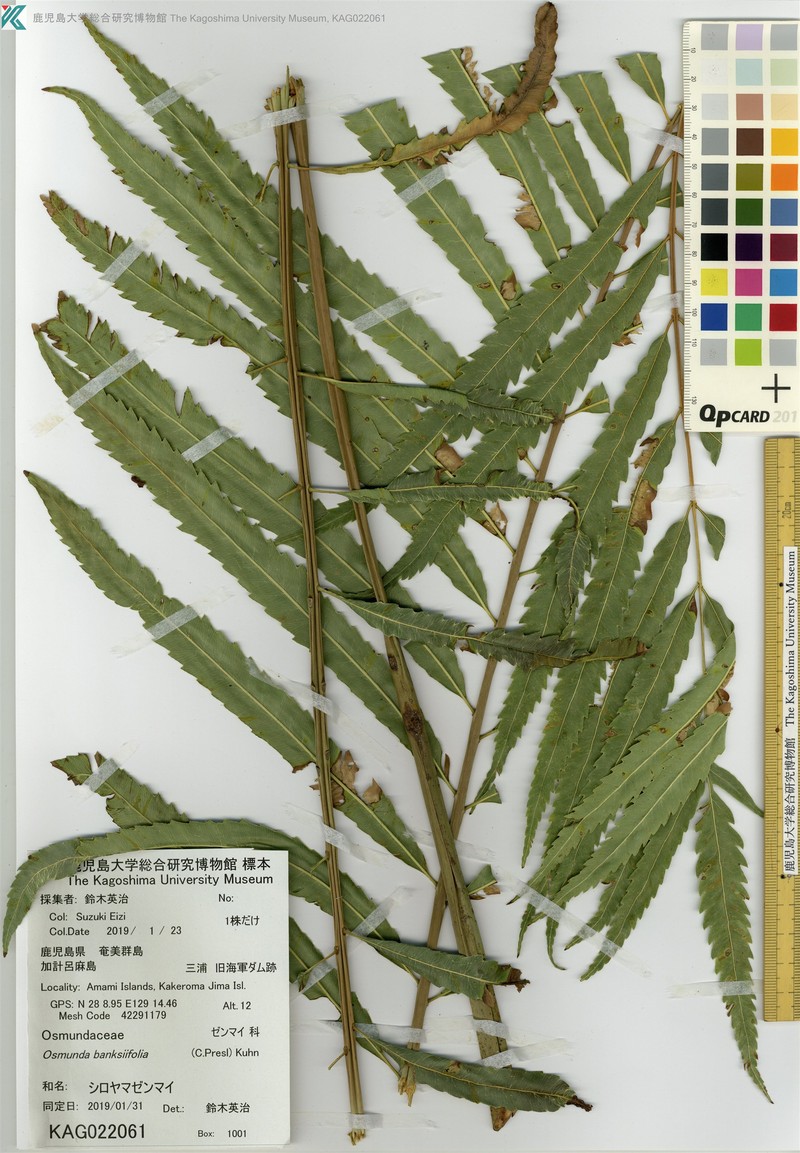 Osmunda banksiifolia photo 5