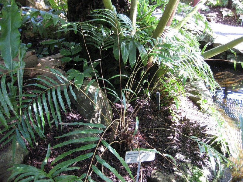 Osmunda banksiifolia