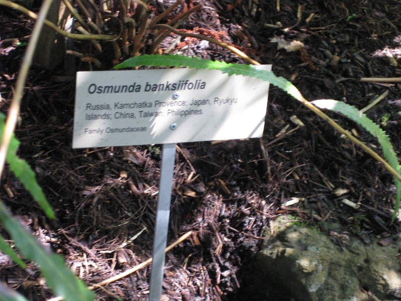 Osmunda banksiifolia photo 6