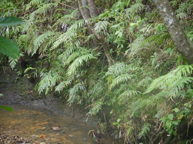 Osmunda banksiifolia photo 7