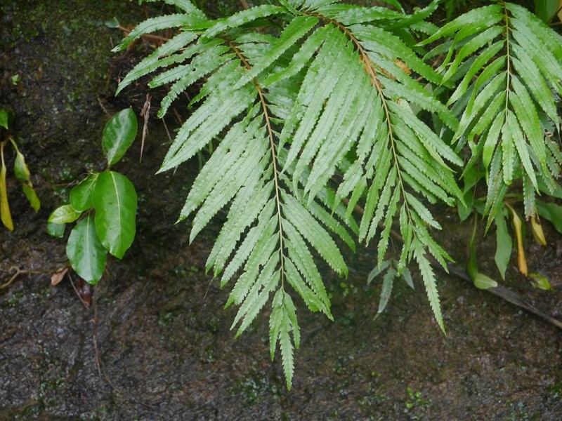 Osmunda banksiifolia photo 8