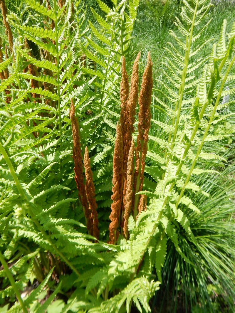 Cinnamon Fern photo 3
