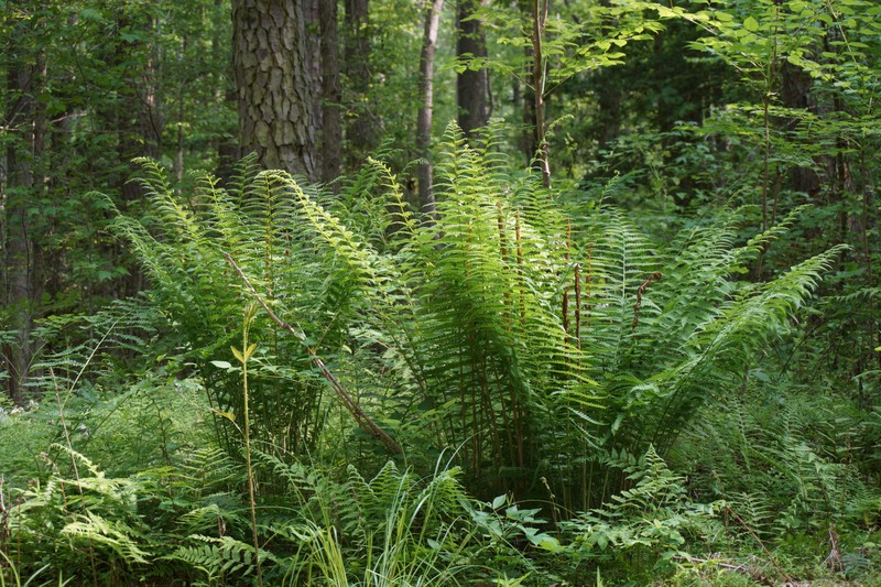 Cinnamon Fern photo 4