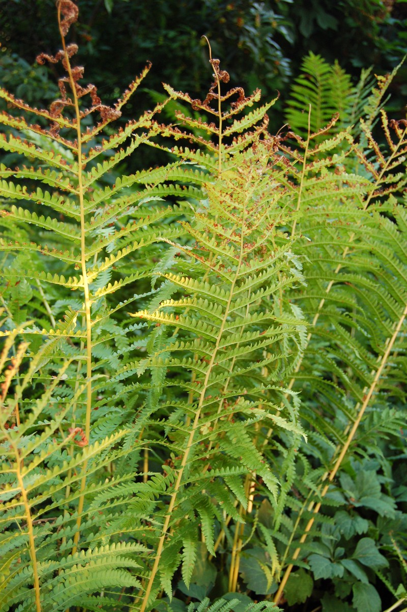 Cinnamon Fern photo 2