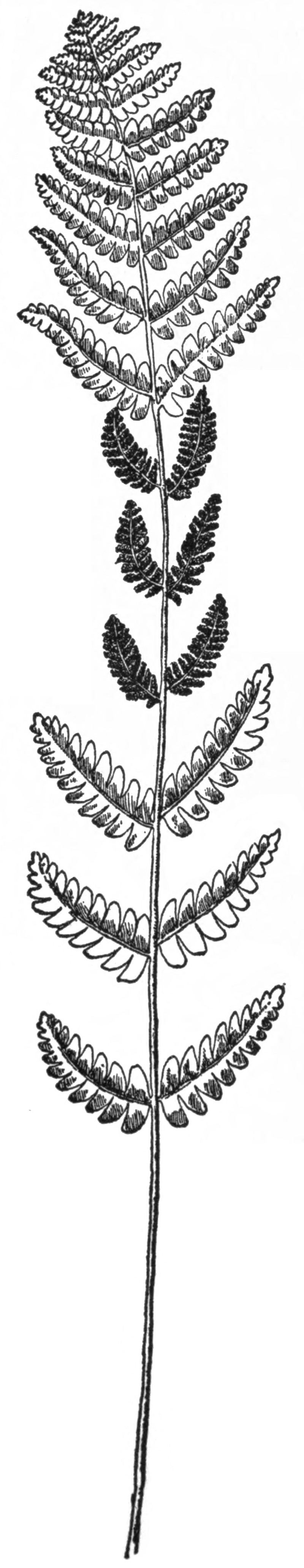 Interrupted Fern photo 4
