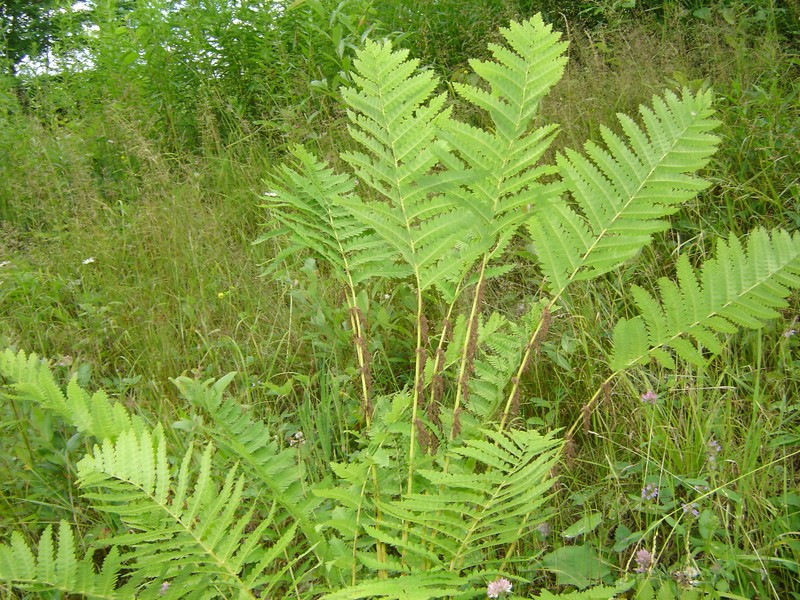 Interrupted Fern
