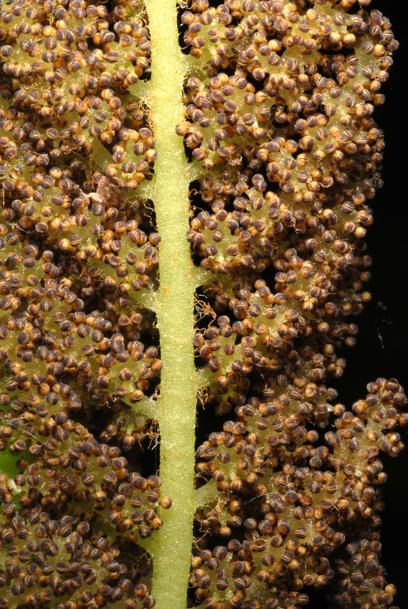 Interrupted Fern photo 3