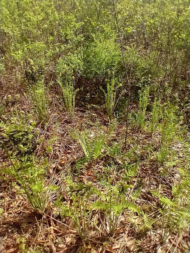 Interrupted Fern photo 4