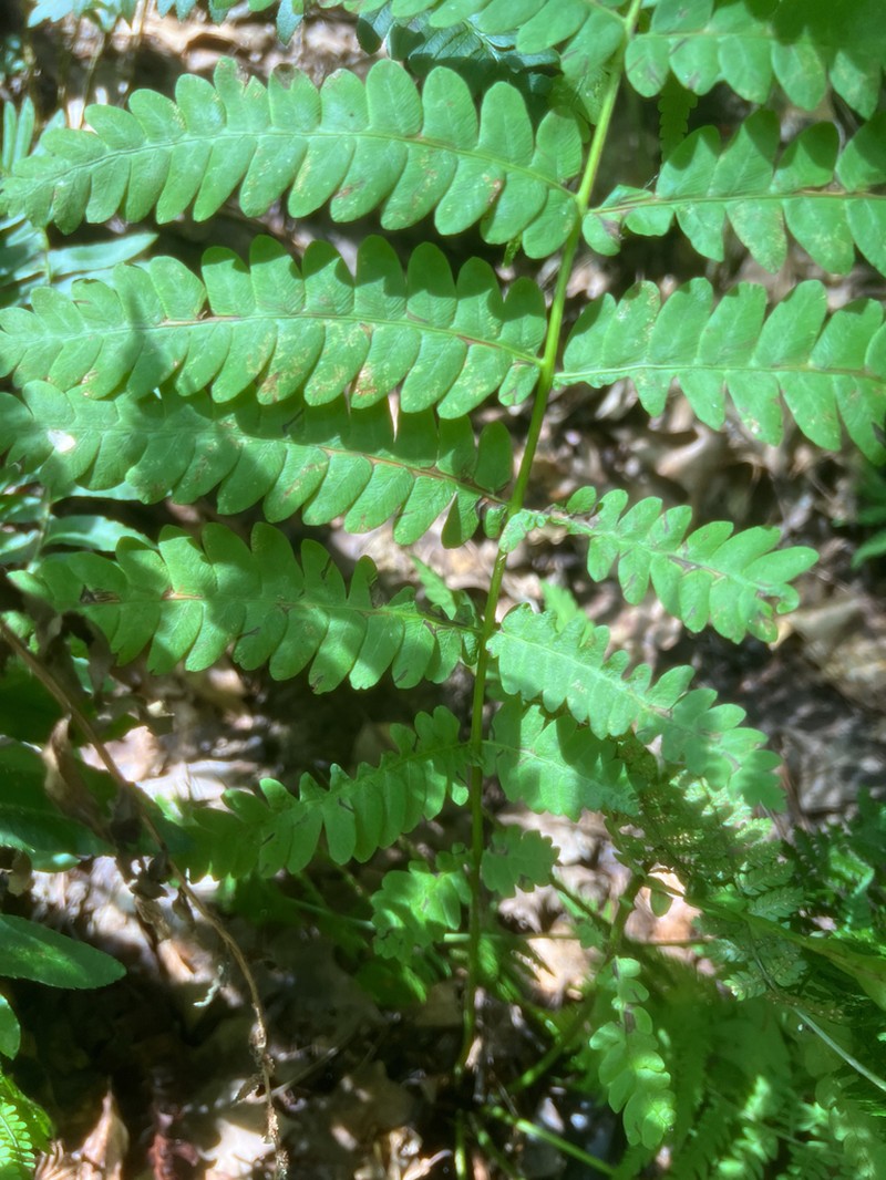 Interrupted Fern photo 5