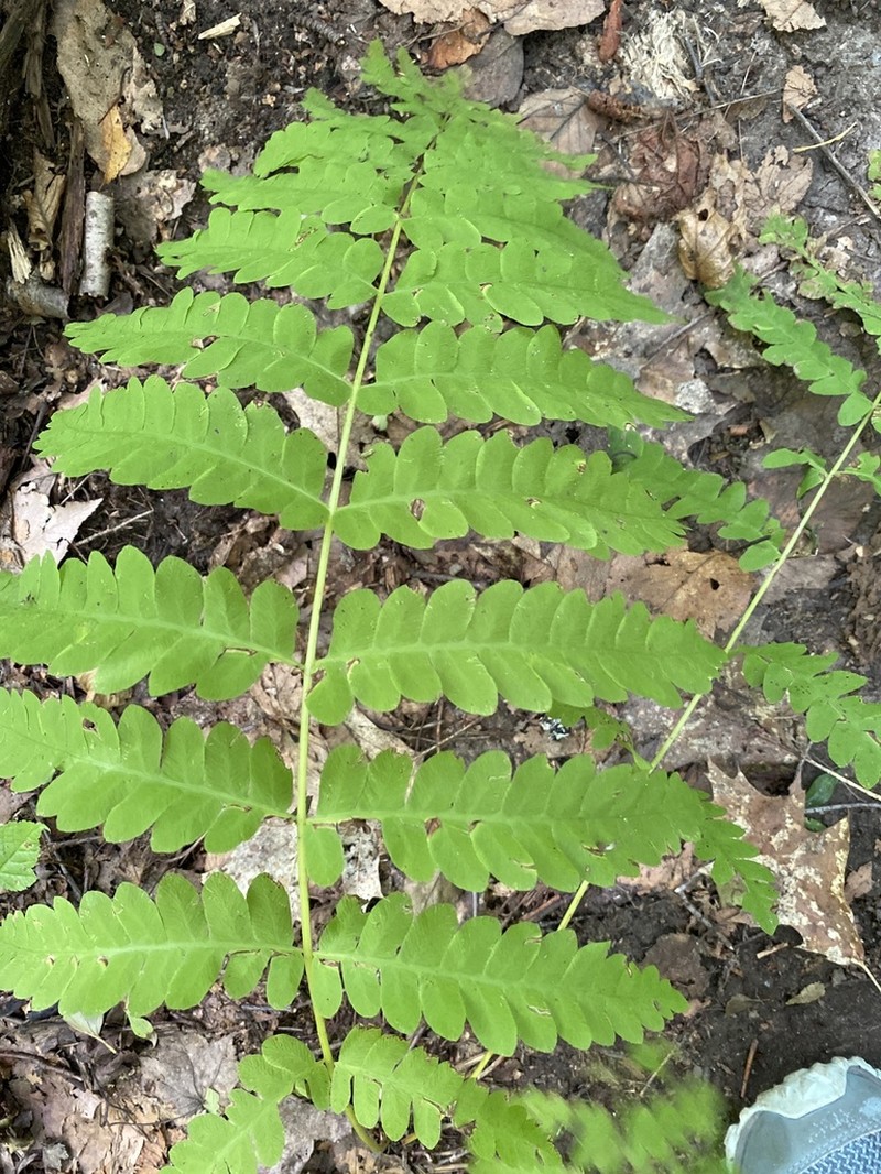 Interrupted Fern photo 6