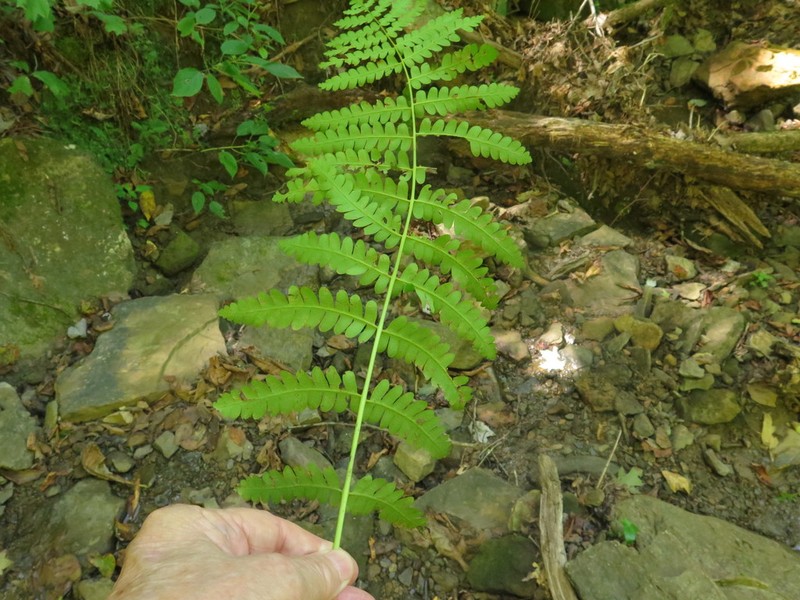 Interrupted Fern photo 7