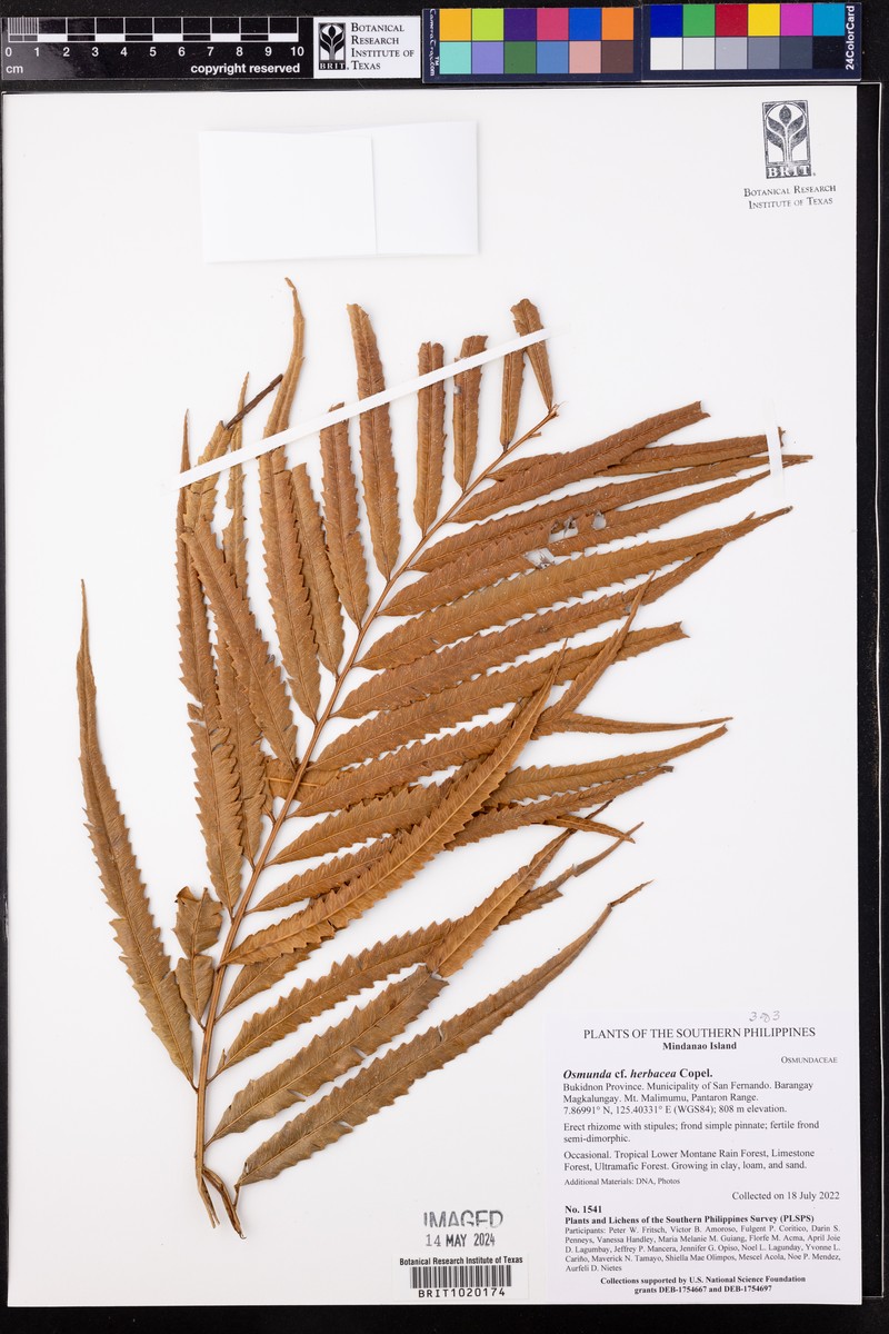 Osmunda herbacea