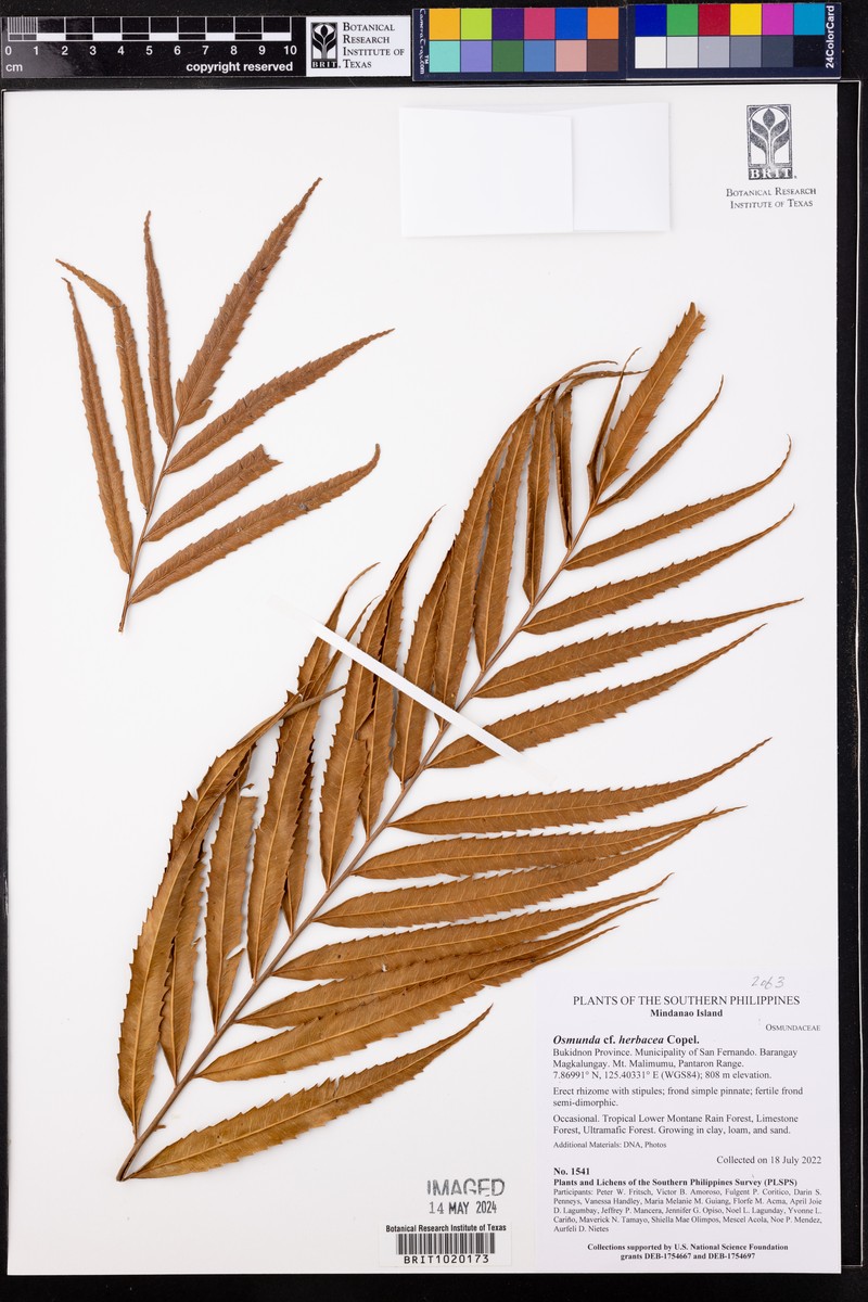 Osmunda herbacea photo 2