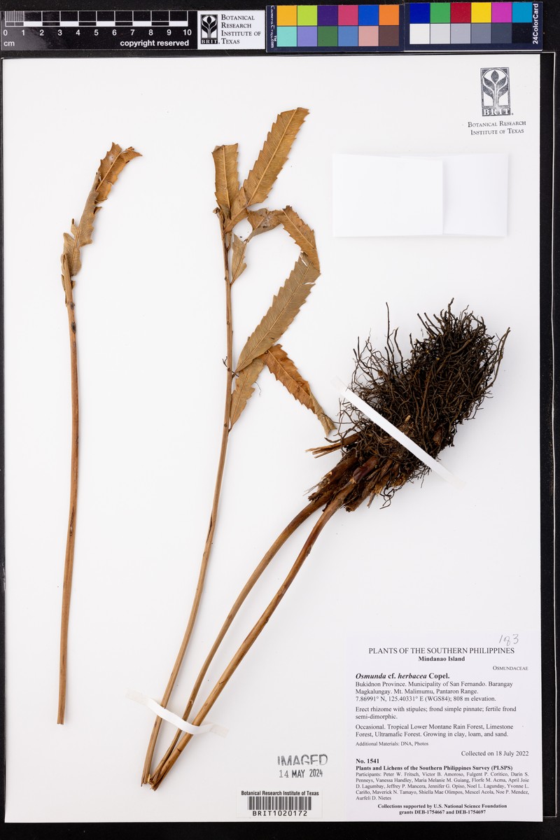 Osmunda herbacea photo 3