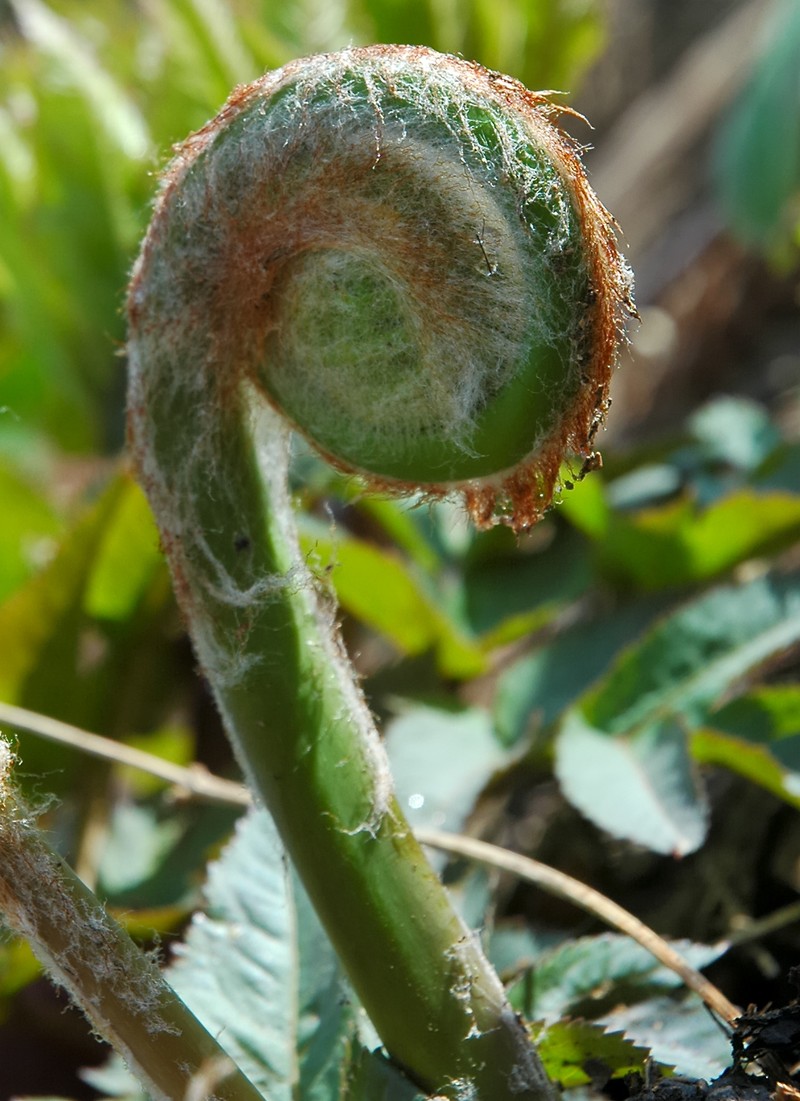 Osmunda japonica photo 2