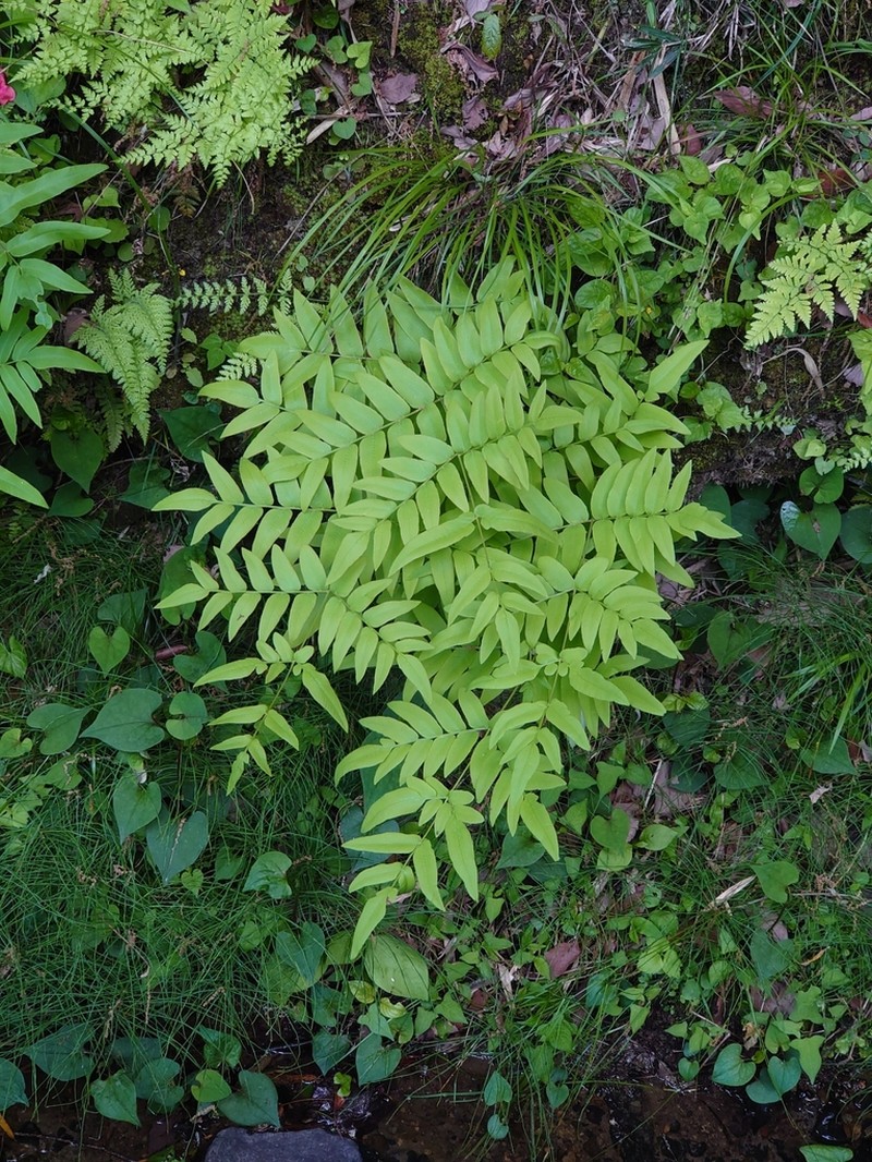 Osmunda japonica photo 3