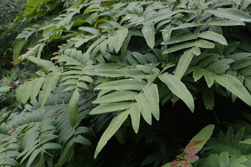 Osmunda japonica photo 4