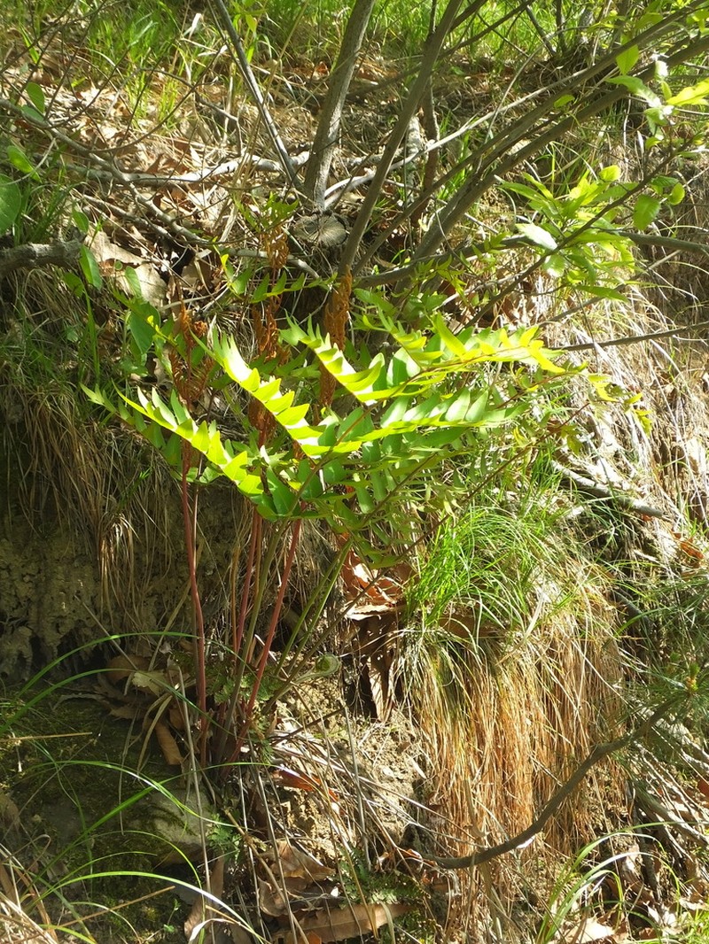 Osmunda japonica photo 5