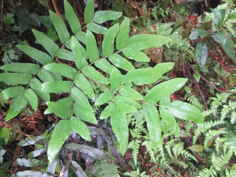 Osmunda japonica photo 6