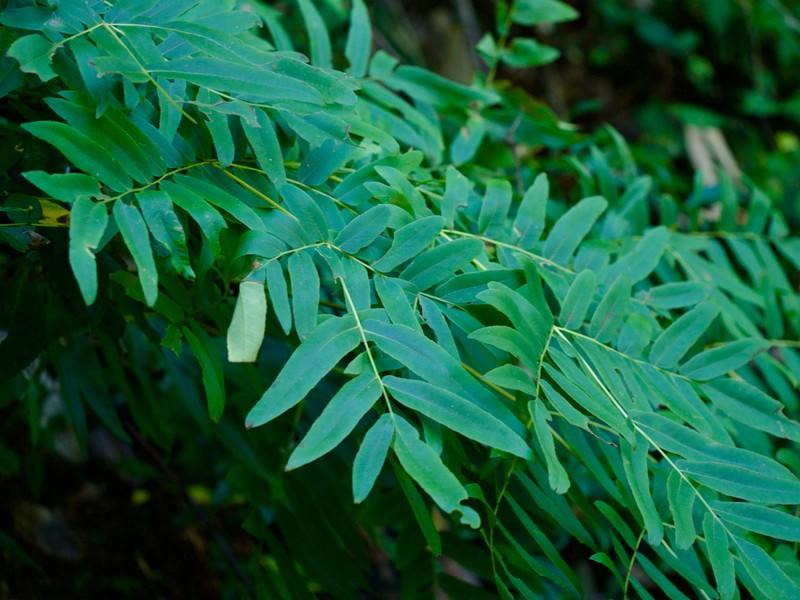 Osmunda japonica photo 7
