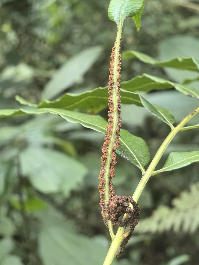 Osmunda javanica