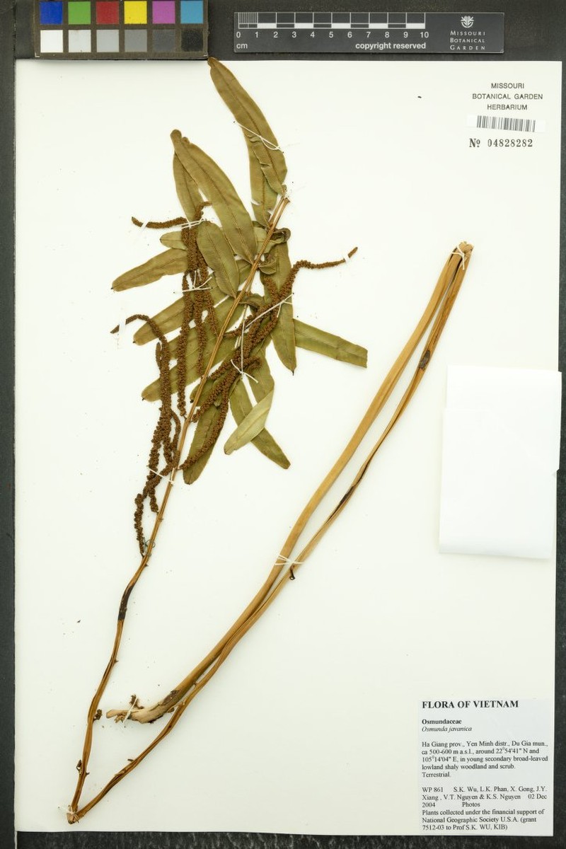 Osmunda javanica photo 2