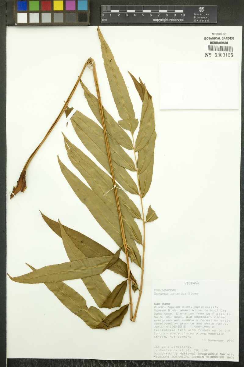 Osmunda javanica photo 3