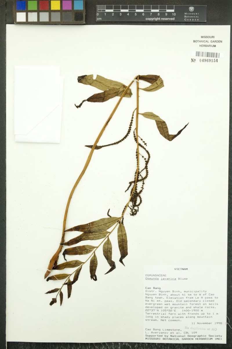 Osmunda javanica photo 4