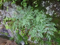 Osmunda lancea