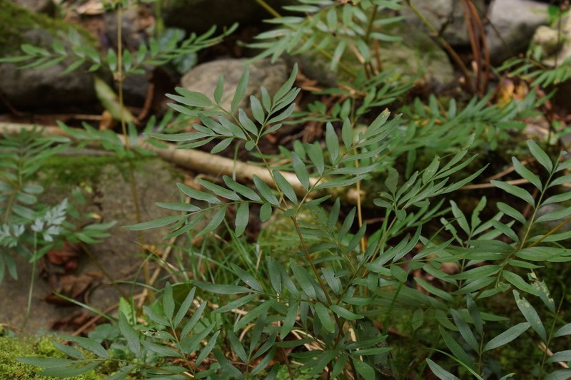 Osmunda lancea photo 4