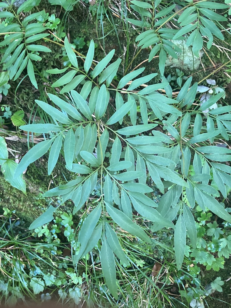 Osmunda lancea photo 5