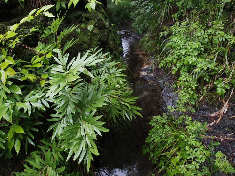 Osmunda lancea photo 7