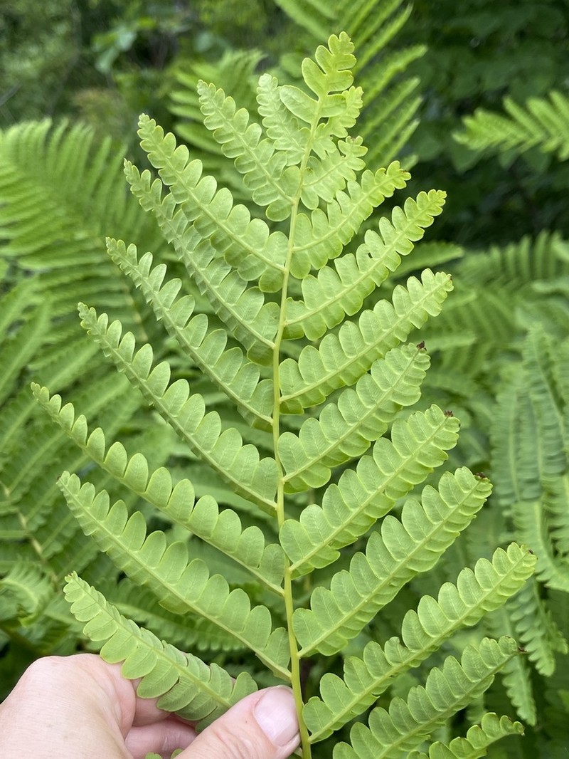 Osmunda pilosa