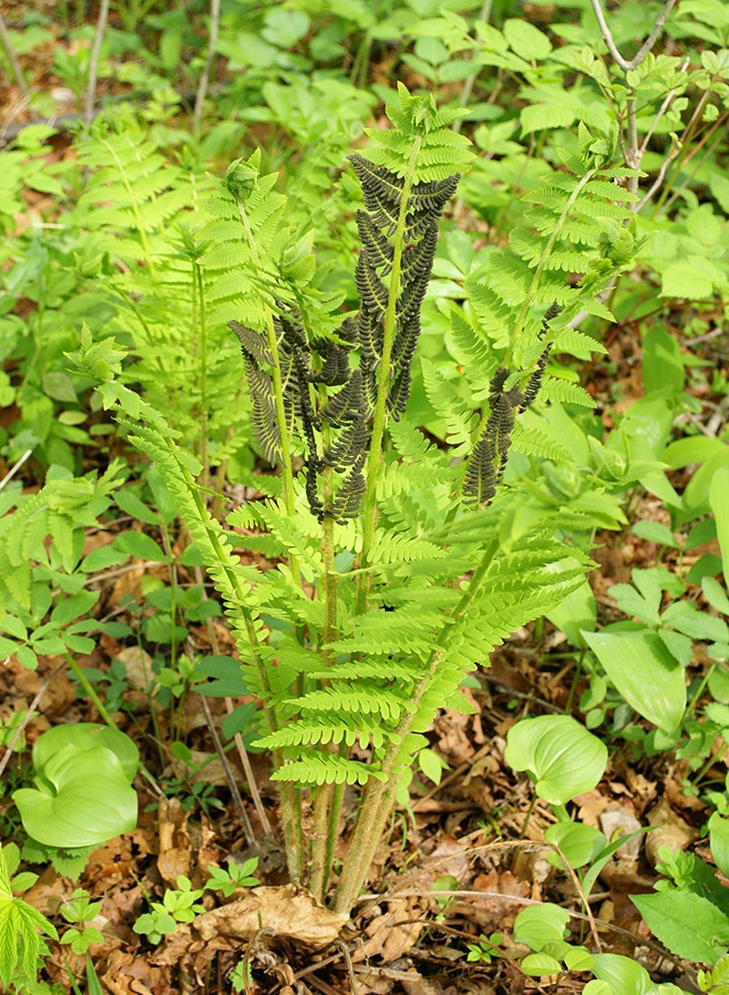 Osmunda pilosa photo 2
