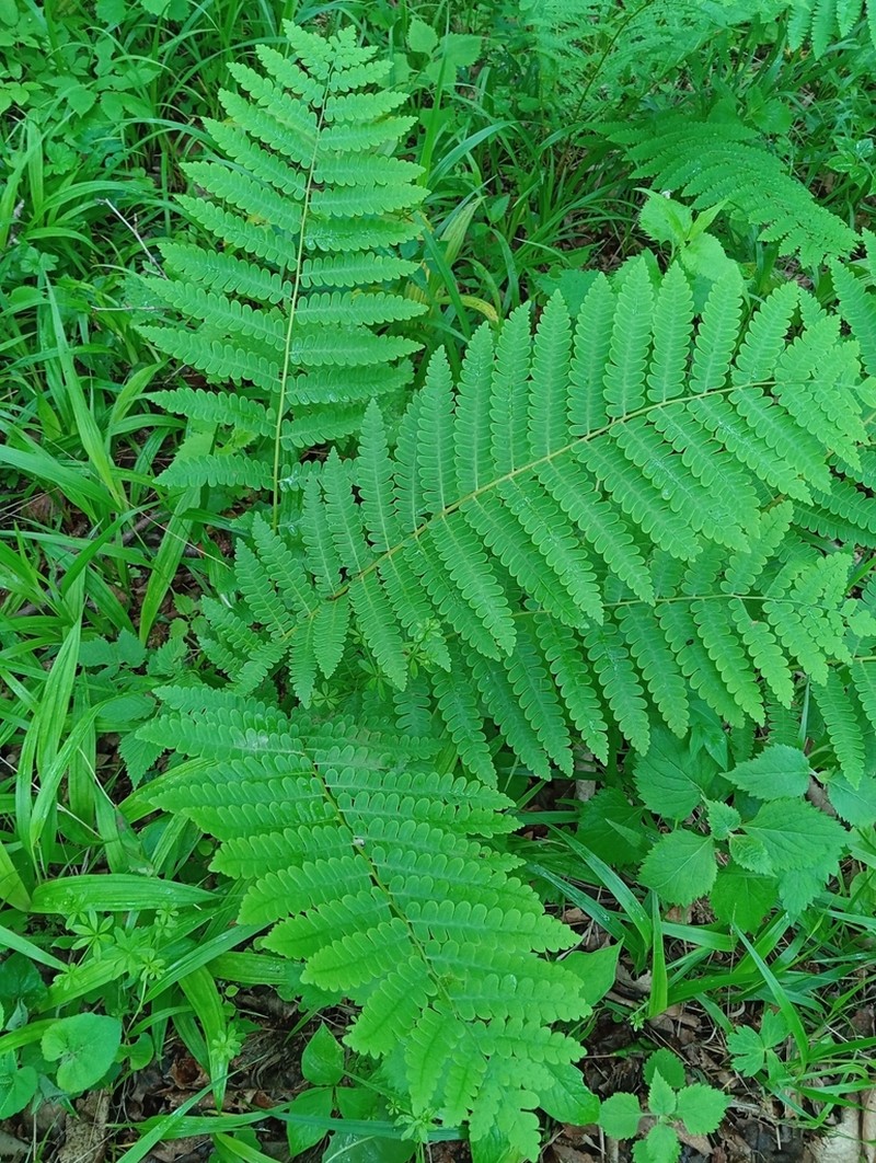 Osmunda pilosa photo 3