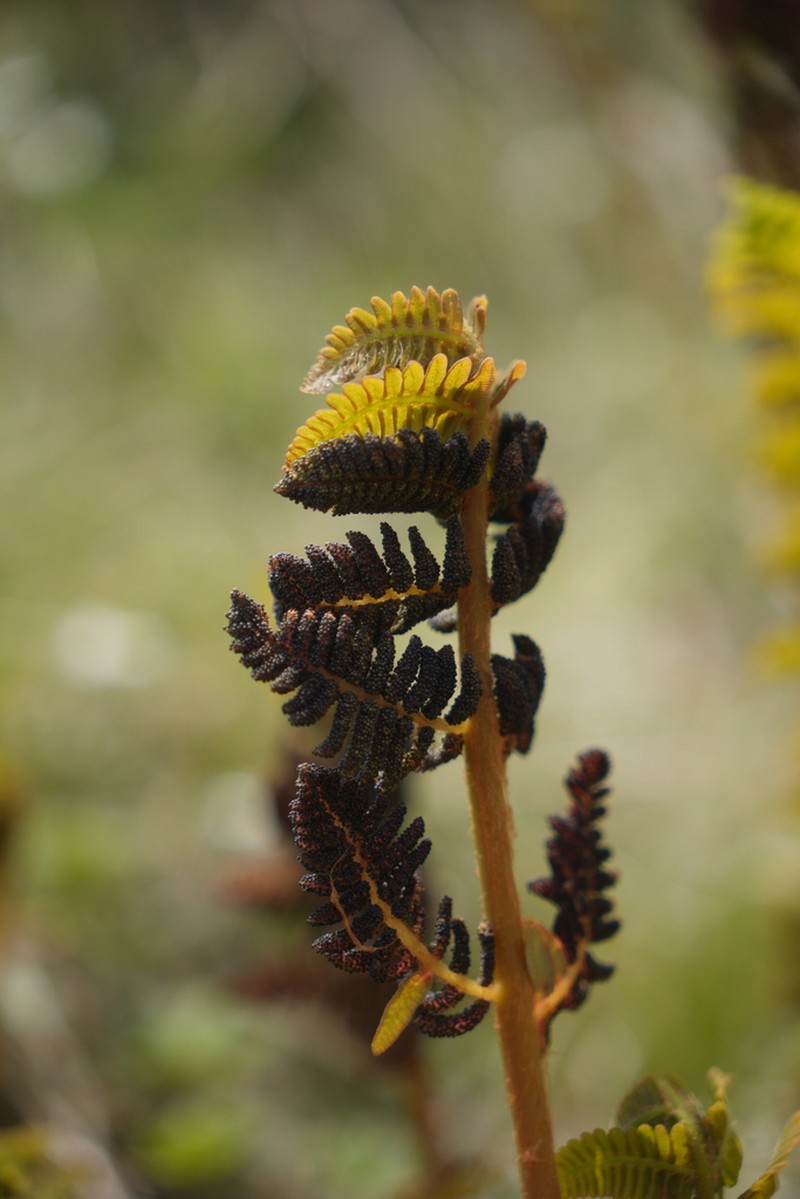 Osmunda pilosa photo 4