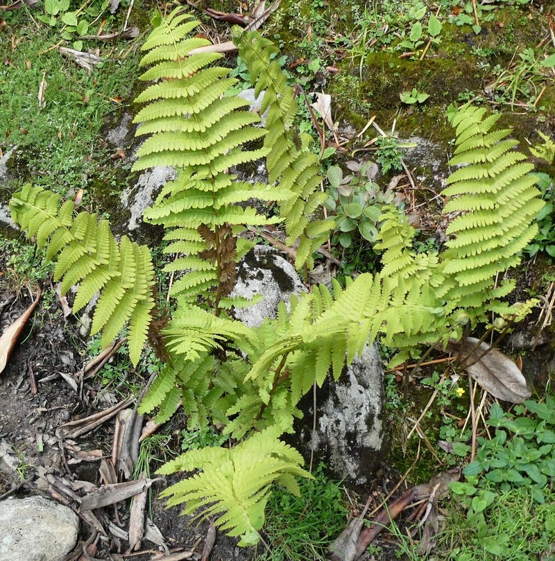 Osmunda pilosa photo 5