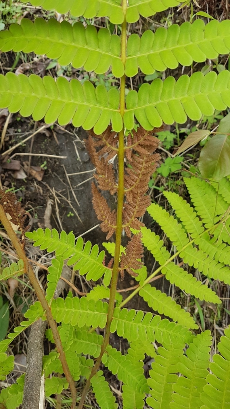 Osmunda pilosa photo 6