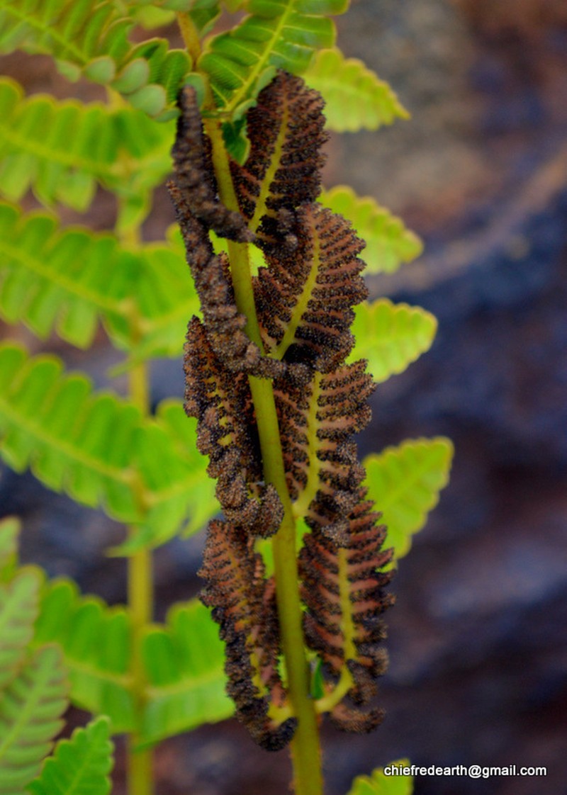 Osmunda pilosa photo 7