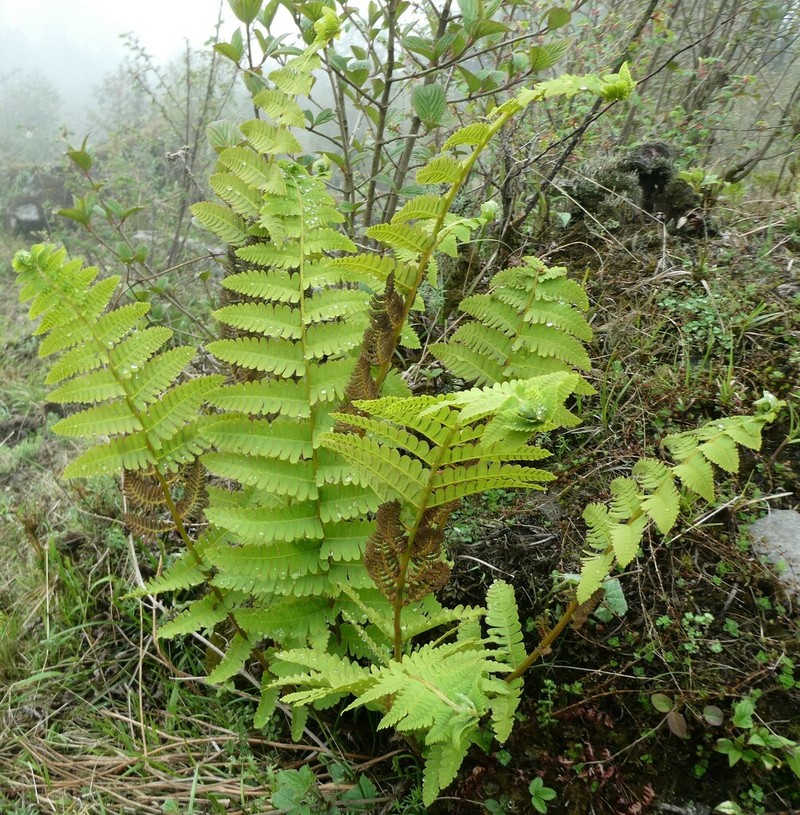Osmunda pilosa photo 8
