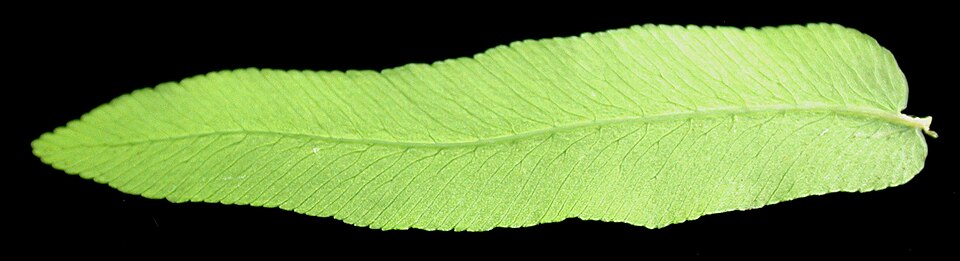 Royal Fern photo 6