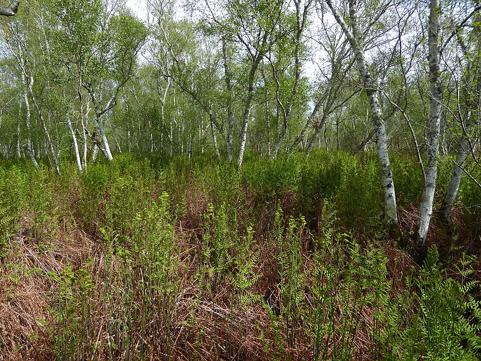 Royal Fern photo 7