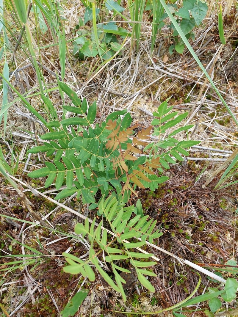 Royal Fern photo 4