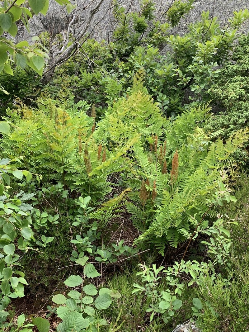 Royal Fern photo 5