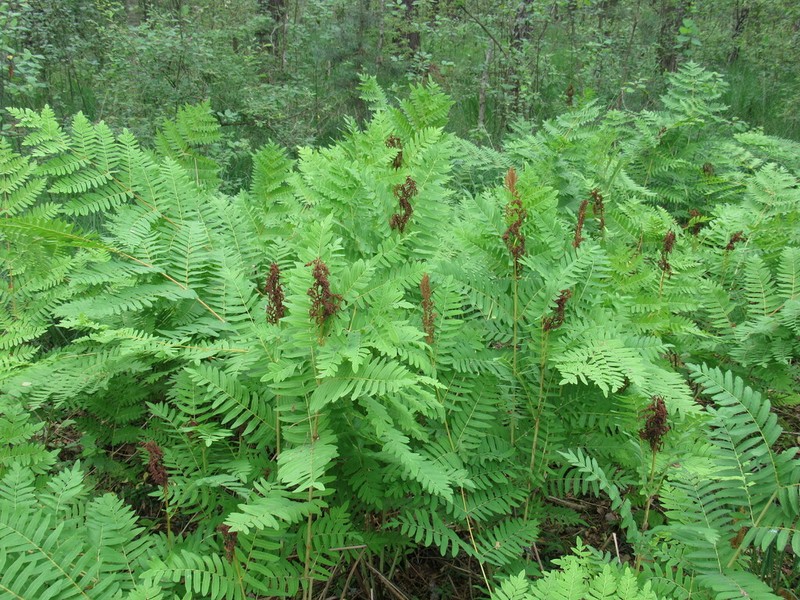 Royal Fern photo 6